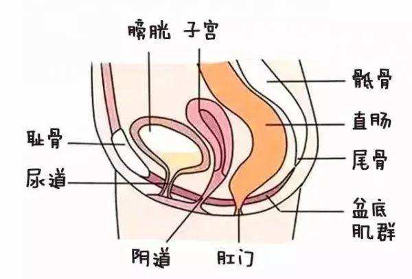 女性膀胱在身体位置图图片