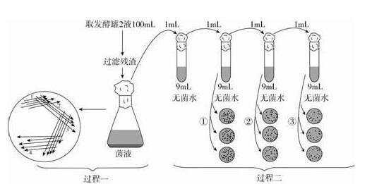 绿色木霉=木素木霉培养