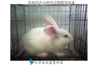 软组织冲击挫伤动物模型制备