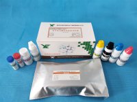 抗子宫内膜抗体检测试剂盒
