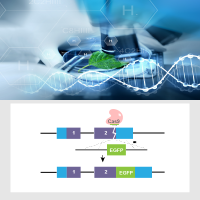 CRISPR/Cas9基因敲入细胞系定制