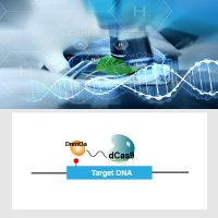 DNA甲基化修饰细胞系定制