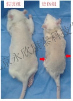 烫伤动物模型制备