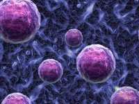 双位点HC-kit受体细胞株类型