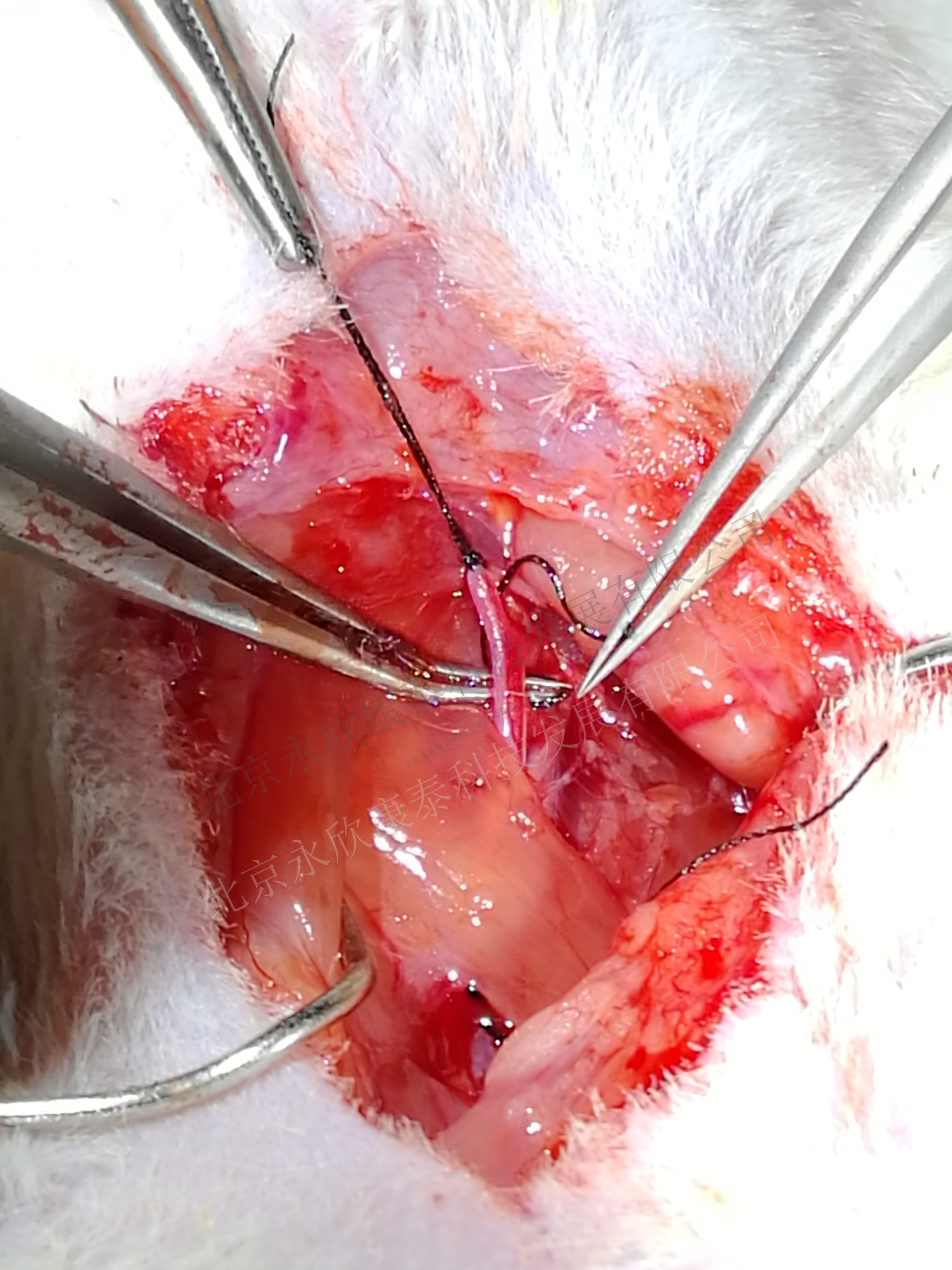 大鼠颈动脉球囊损伤、斑块、动脉硬化模型