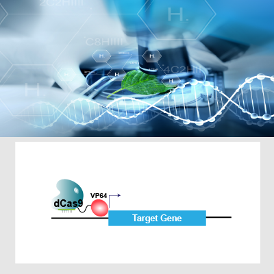 内源基因激活细胞系定制