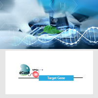 内源基因激活细胞系定制