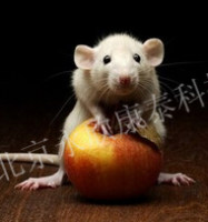 小鼠耳肿胀模型