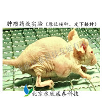 免疫缺陷鼠肿瘤药效实验（皮下、原位）