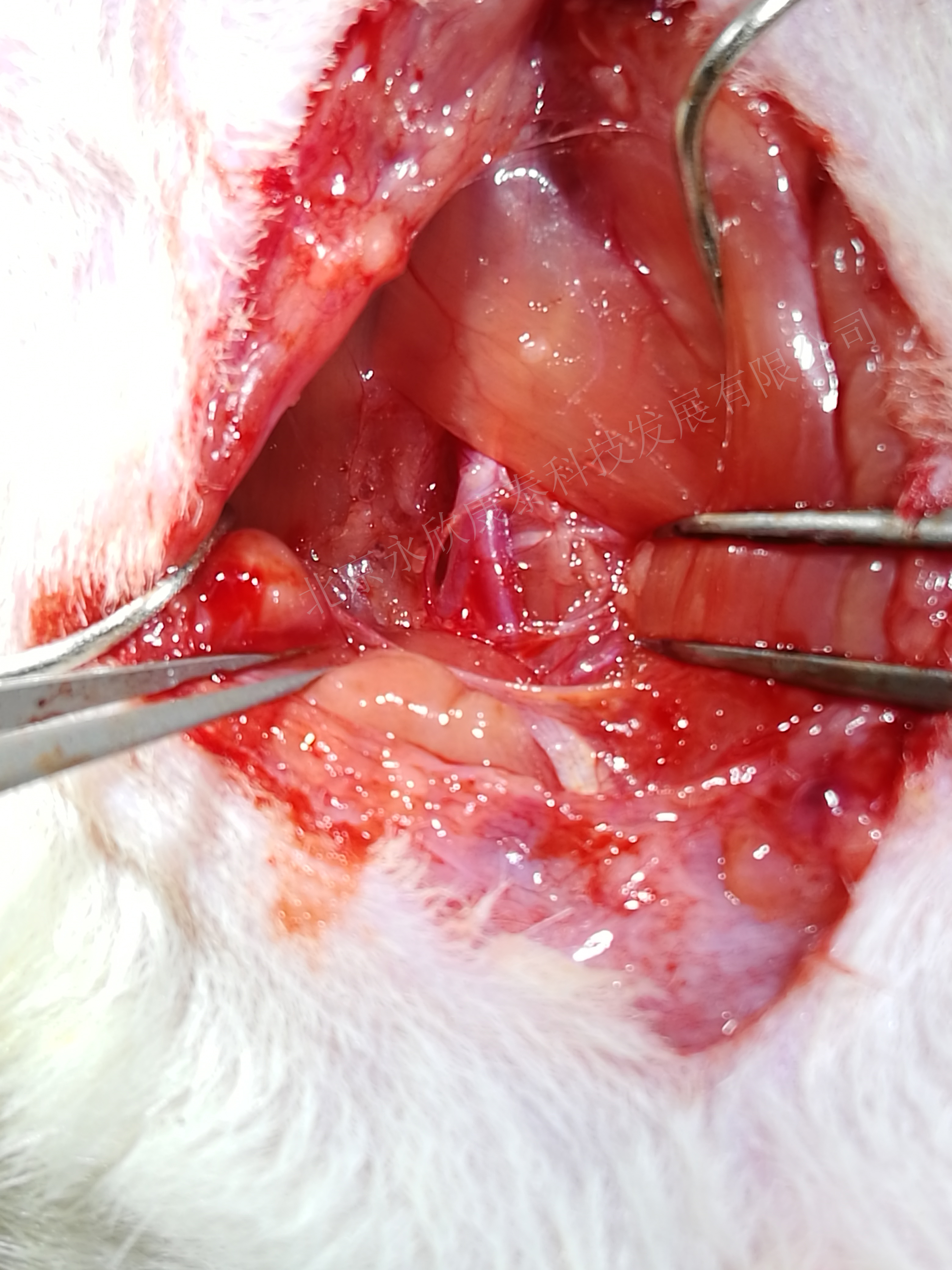 大鼠颈动脉球囊损伤、斑块、动脉硬化模型