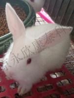 兔颈动脉粥样硬化药效实验(球囊拉伤法)