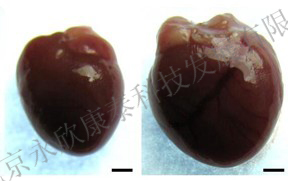 腹主动脉缩窄致心肌肥厚模型（大、小鼠）