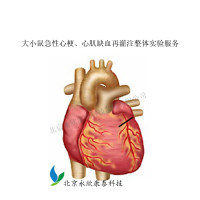 大小鼠急性心梗、心肌缺血再灌注