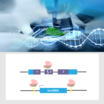 CRISPR/Cas9基因敲除细胞系定制