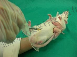 烫伤动物模型制备