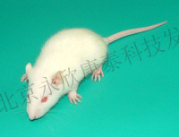 骨关节病动物模型