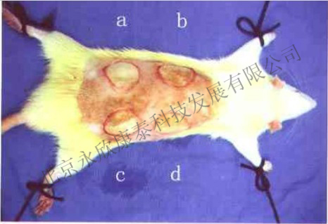烫伤动物模型制备