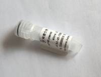 MBD3 (NM_001281453) cDNA表达质粒