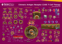 Chimeric-Antigen-Receptor-(CAR)-T-cell-Therapy_LR.jpg