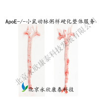 ApoE小鼠（动脉粥样硬化）模型整体实验外包服务