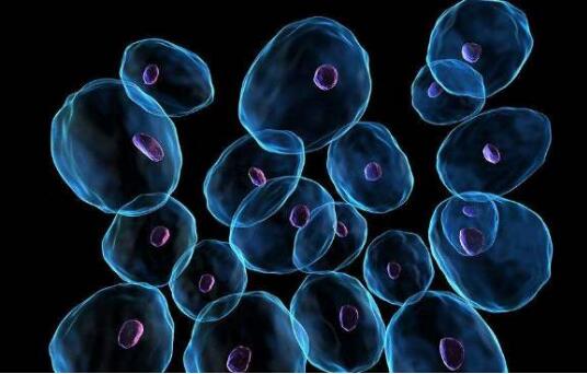 XL1-Blue化学感受态细胞；  XL1 Blue UltraCompetent Cells； 