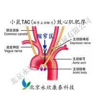 小鼠TAC(缩窄主动脉弓)致心肌肥厚模型