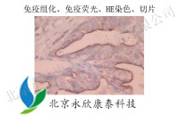 免疫组化、免疫荧光、HE染色、切片