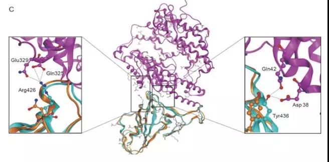 小分子药物会是COVID-19疫情的“救星”吗？