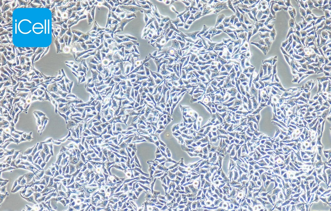 B16 小鼠黑色素瘤细胞 赛百慷（iCell）