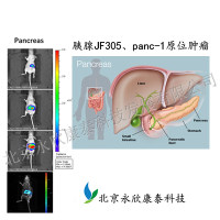 胰腺原位肿瘤JF305、panc-1裸鼠模型