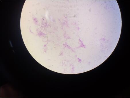 胶质芽胞杆菌规格