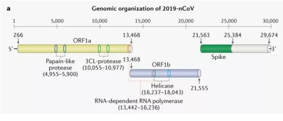 小分子药物会是COVID-19疫情的“救星”吗？