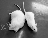 糖尿病、肾病、动物实验（大小鼠兔）