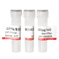 兔抗MMP1抗体北京厂家