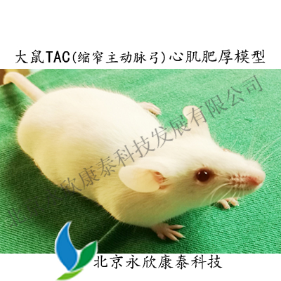 大鼠TAC(缩窄主动脉弓)致心肌肥厚模型