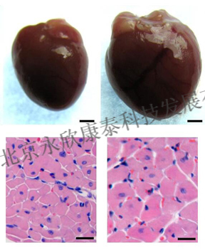 大小鼠肺动脉高压模型