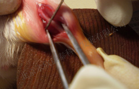 大鼠颅骨骨缺损、下肢骨缺损、骨折动物模型