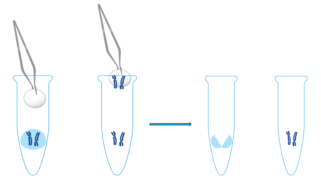 BioNano Saphyr平台