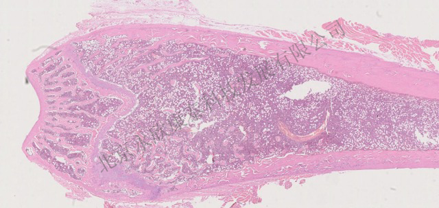骨质疏松大鼠、小鼠动物模型