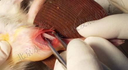 大鼠颅骨骨缺损、下肢骨缺损、骨折动物模型