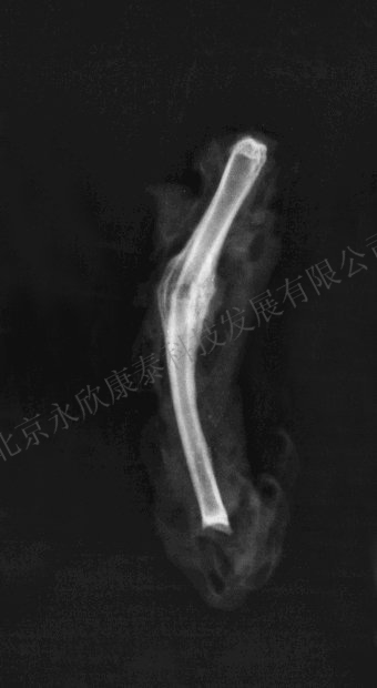 大鼠颅骨骨缺损、下肢骨缺损、骨折动物模型