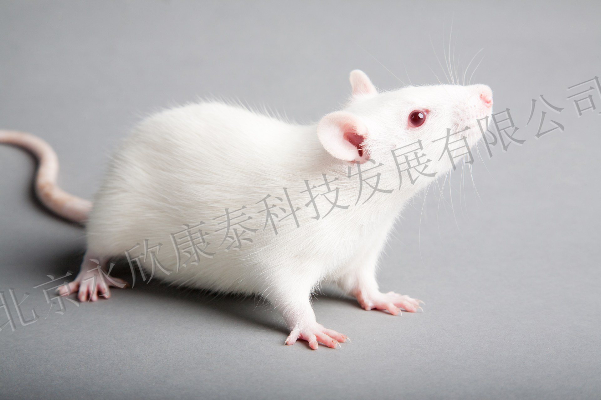 骨质疏松大鼠、小鼠动物模型