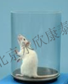 小鼠扭体动物模型 镇痛药效评价