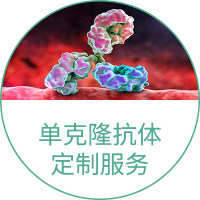 单克隆抗体定制服务