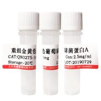 重组人胞质磺基转移酶家族1A成员3(SULT1A3)