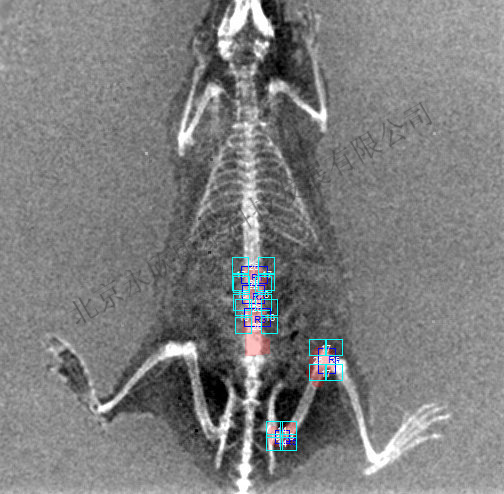 骨质疏松大鼠、小鼠动物模型