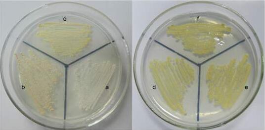 铜绿假单胞菌(绿脓杆菌)规格