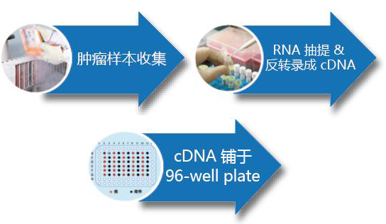 组织 cDNA 芯片