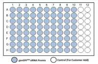 genOFF™人源RBP siRNA Premix文库
