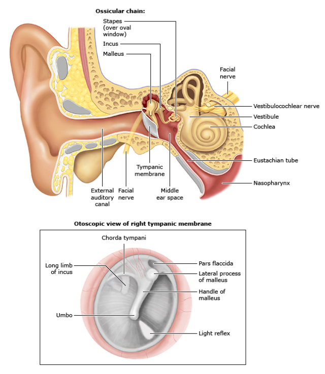 中耳解剖.png
